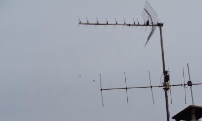 antenne télé 3.JPG