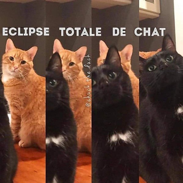 total eclipse of the cat1.jpg