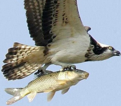 poisson.jpg