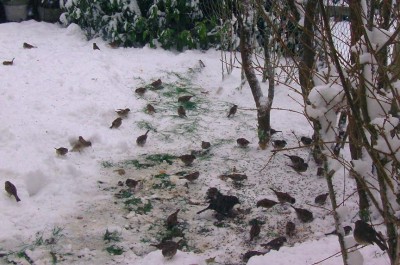 3 Décembre 2010 013 - Copie.JPG
