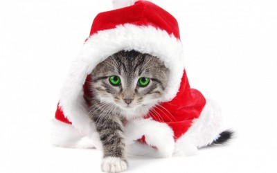 chat pereNoel.jpg