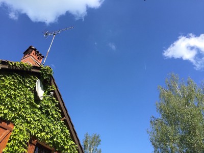 dish and birch.jpeg