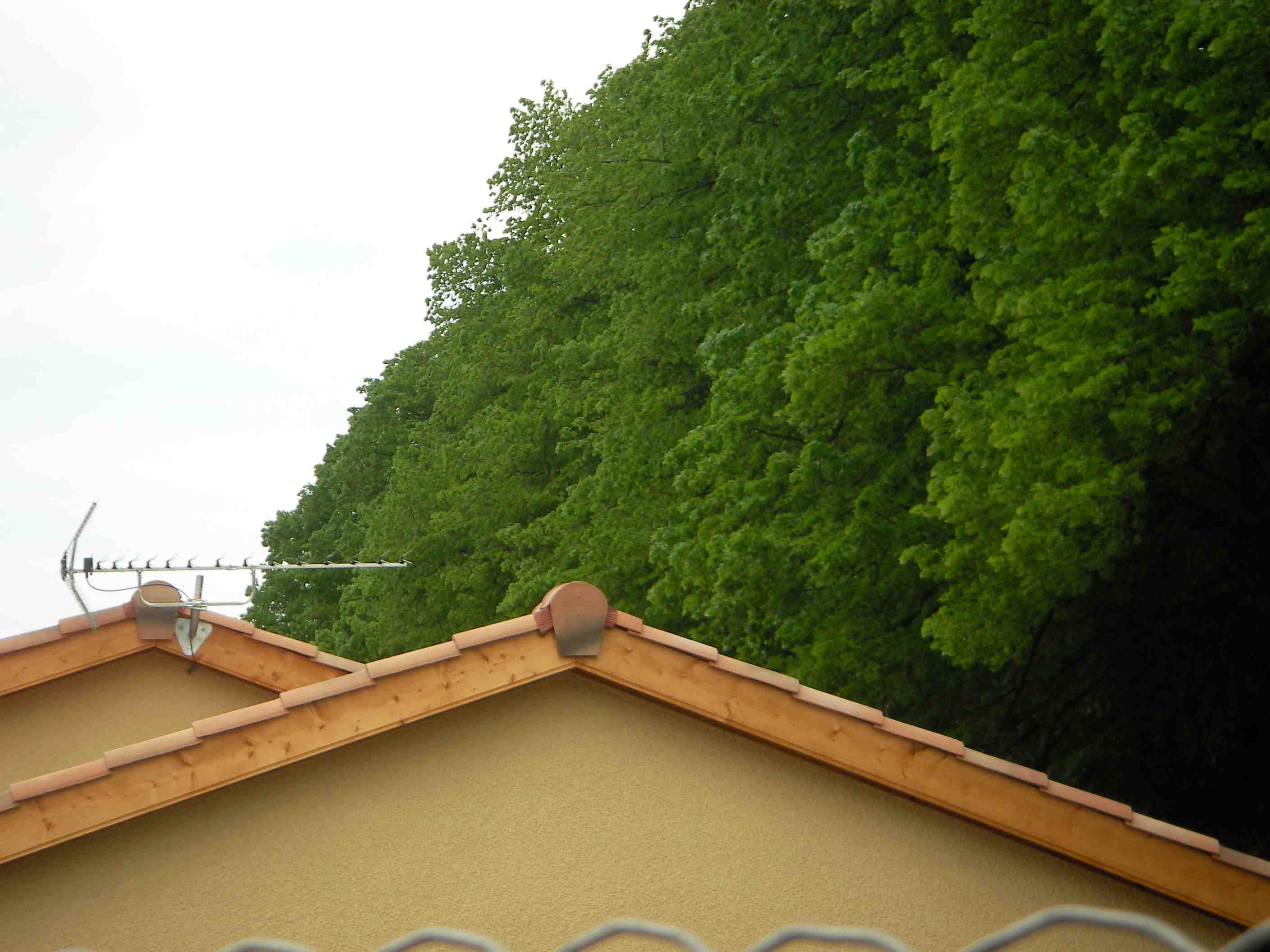 SANY0115.jpg
