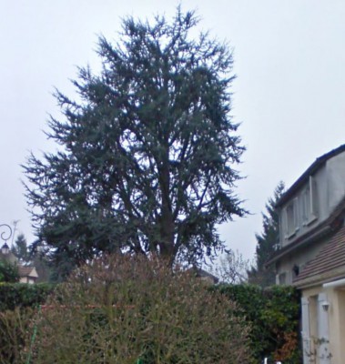 sapin.JPG