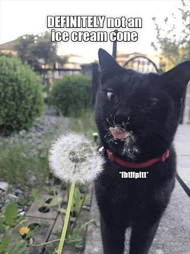 dandelion_cat_medium.jpg