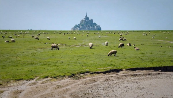 Les moutons des prés-salés du Mont - Thalassa.jpg