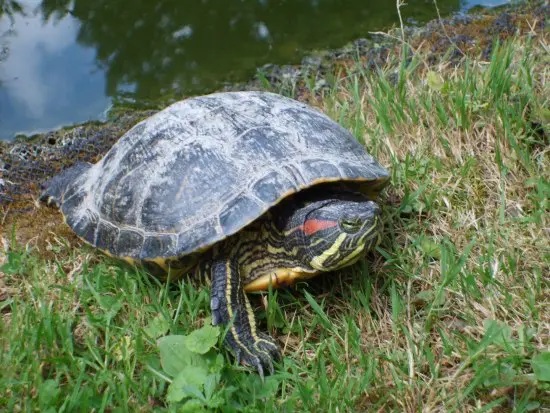 tortue de Floride.jpg