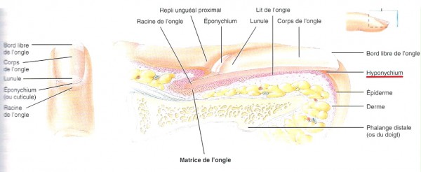 schéma de l'ongle.jpg