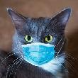 chat masqué norbert.jpg