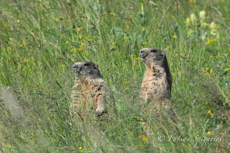 marmottes.jpeg
