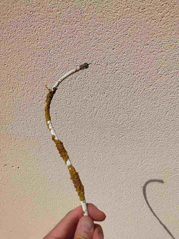 IMG_20230818_125246_nmVI7dxY9G.jpeg