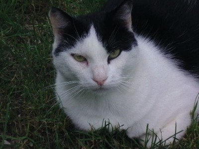 Catou gros plan.JPG