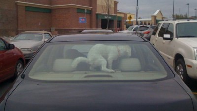 Chien.jpg