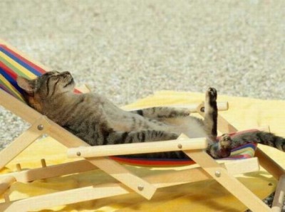 Cat relax.jpg
