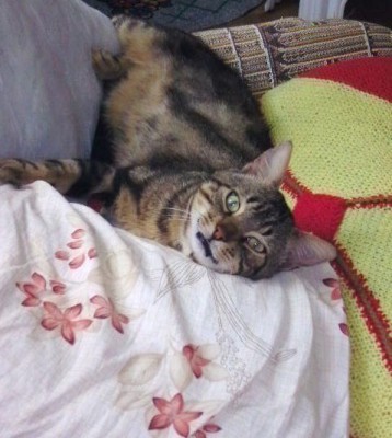 Mon chat adoptif 001.JPG