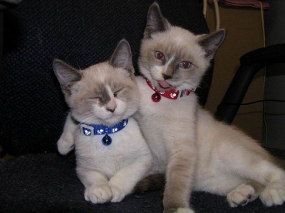 Chats siamois.jpg