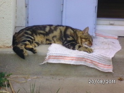 Minou (Canaillou).JPG