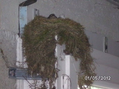 Arborétum La Jonchère 055.JPG