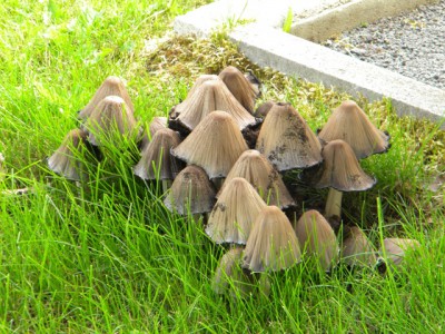 Champignons.JPG