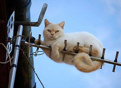 diapo_chat-antenne-tv.jpg